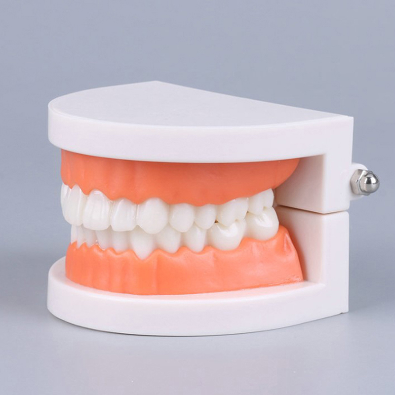 Standard Teeth Model Adult Sta - đánh giá và giá Stethoscope