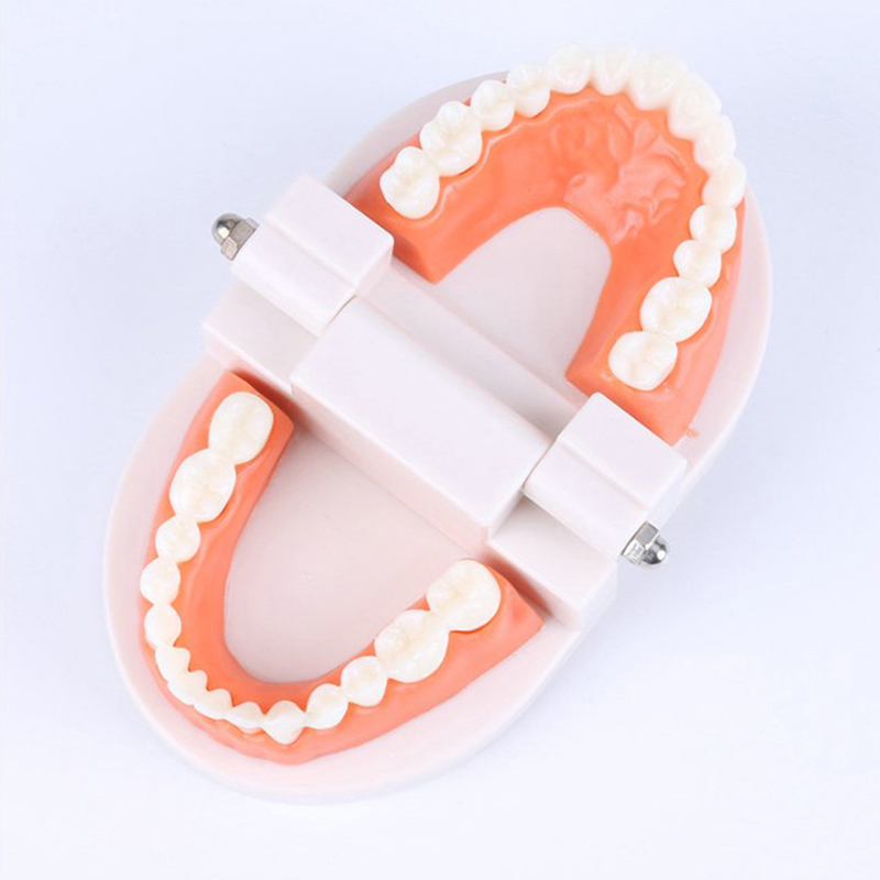 Standard Teeth Model Adult Sta - đánh giá và giá Stethoscope