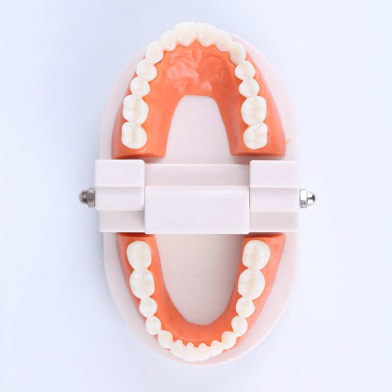 Standard Teeth Model Adult Sta - đánh giá và giá Stethoscope